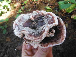 Image of Hydnellum peckii Banker 1912