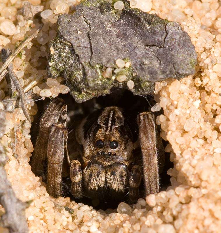 Image of wolf spiders