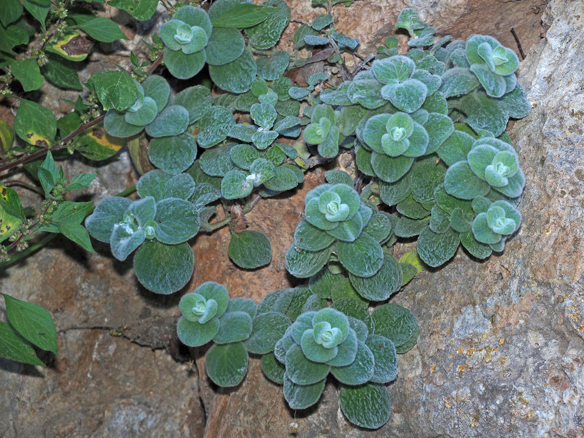 Imagem de Origanum dictamnus L.