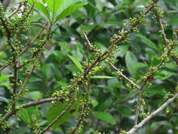 Image of Litsea leefeana (F. Müll.) Merr.