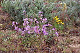 Image of Gairdner's beardtongue