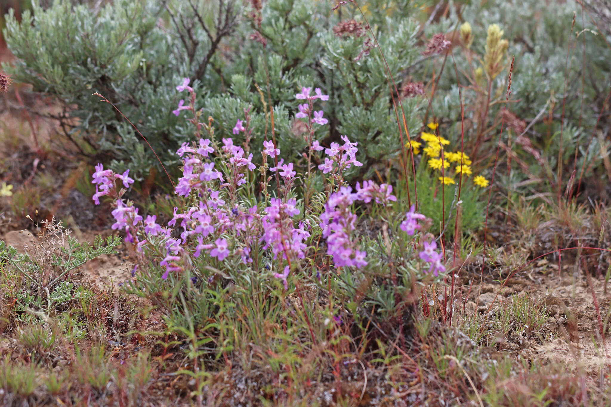 Image of Gairdner's beardtongue