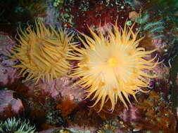 Image of Striped anemone