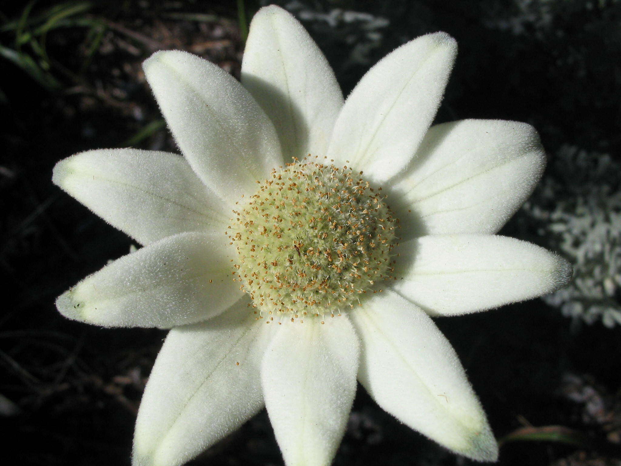 Image de Actinotus helianthi Labill.