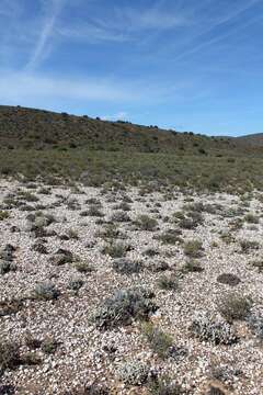 صورة Gibbaeum pubescens (Lettsom ex Haw.) N. E. Br.