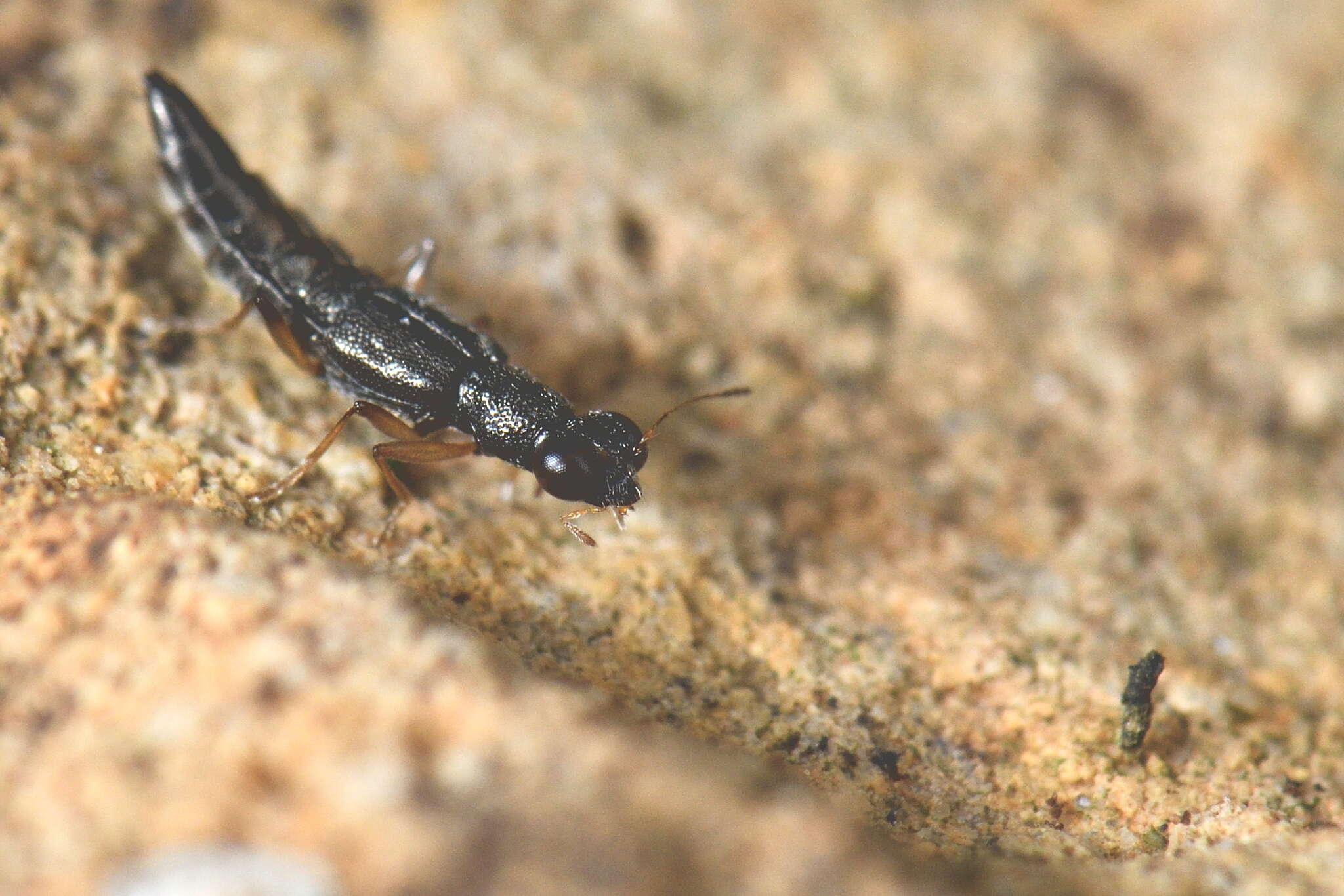 Image of Stenus (Hemistenus) aceris Stephens 1833