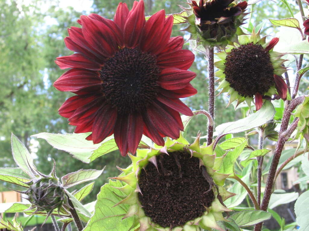 Image of common sunflower