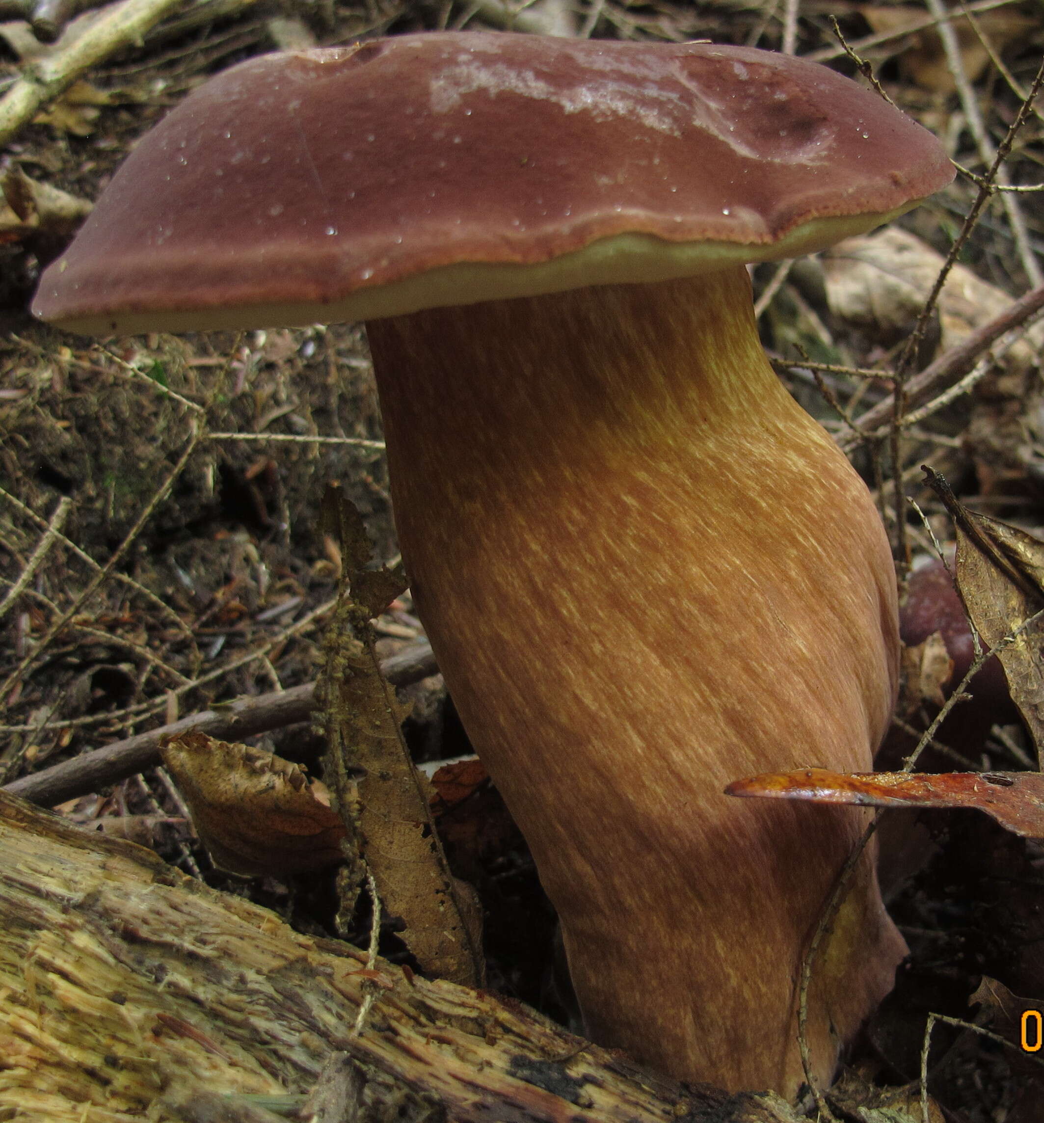 Image of Tylopilus badiceps (Peck) A. H. Sm. & Thiers 1971