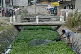 Image of kangkung