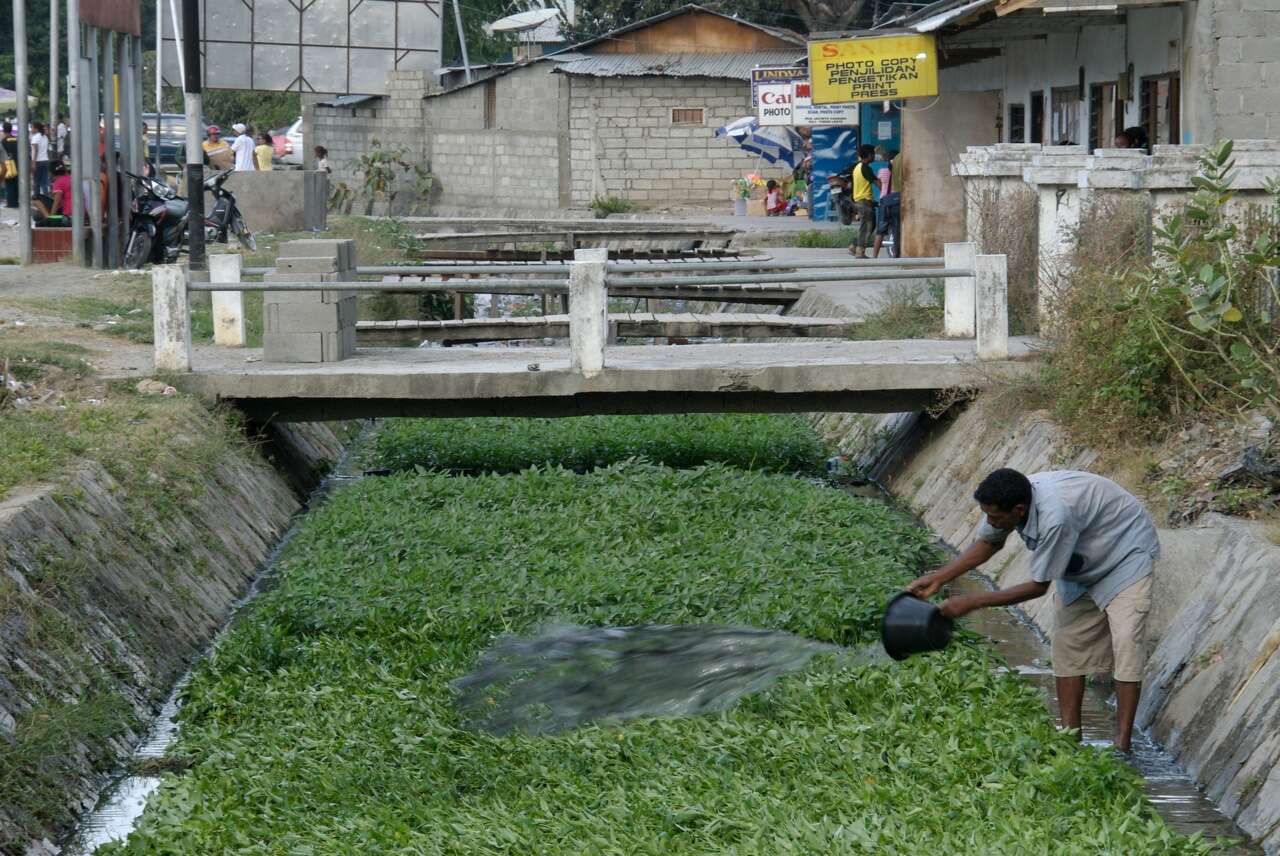 Image of kangkung