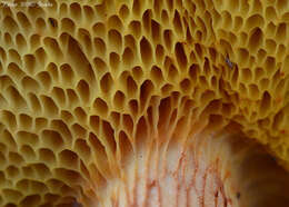 Image of Poplar Bolete