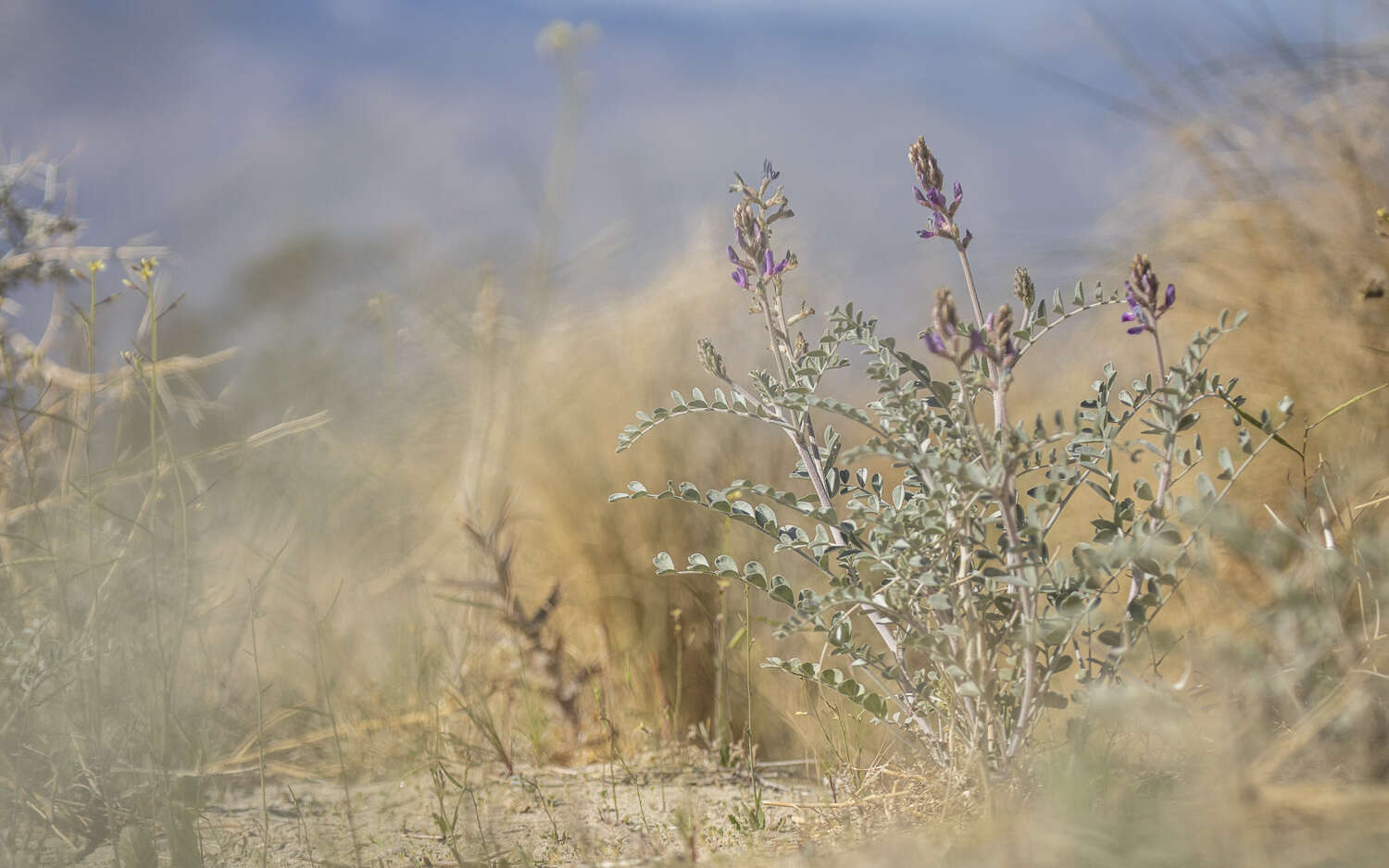 صورة Astragalus lentiginosus var. coachellae Barneby