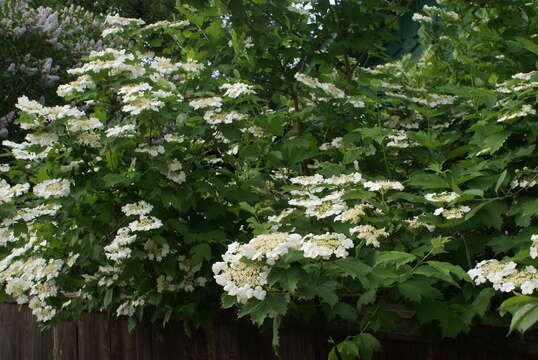 Image of Cranberry-tree