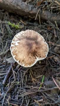 Image of Leucoagaricus cupresseus (Burl.) Boisselet & Guinb. 2001