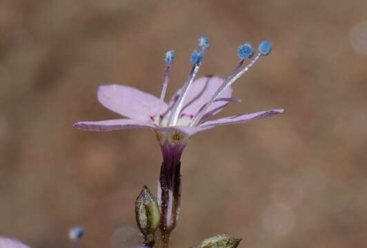 Image of Saltugilia caruifolia