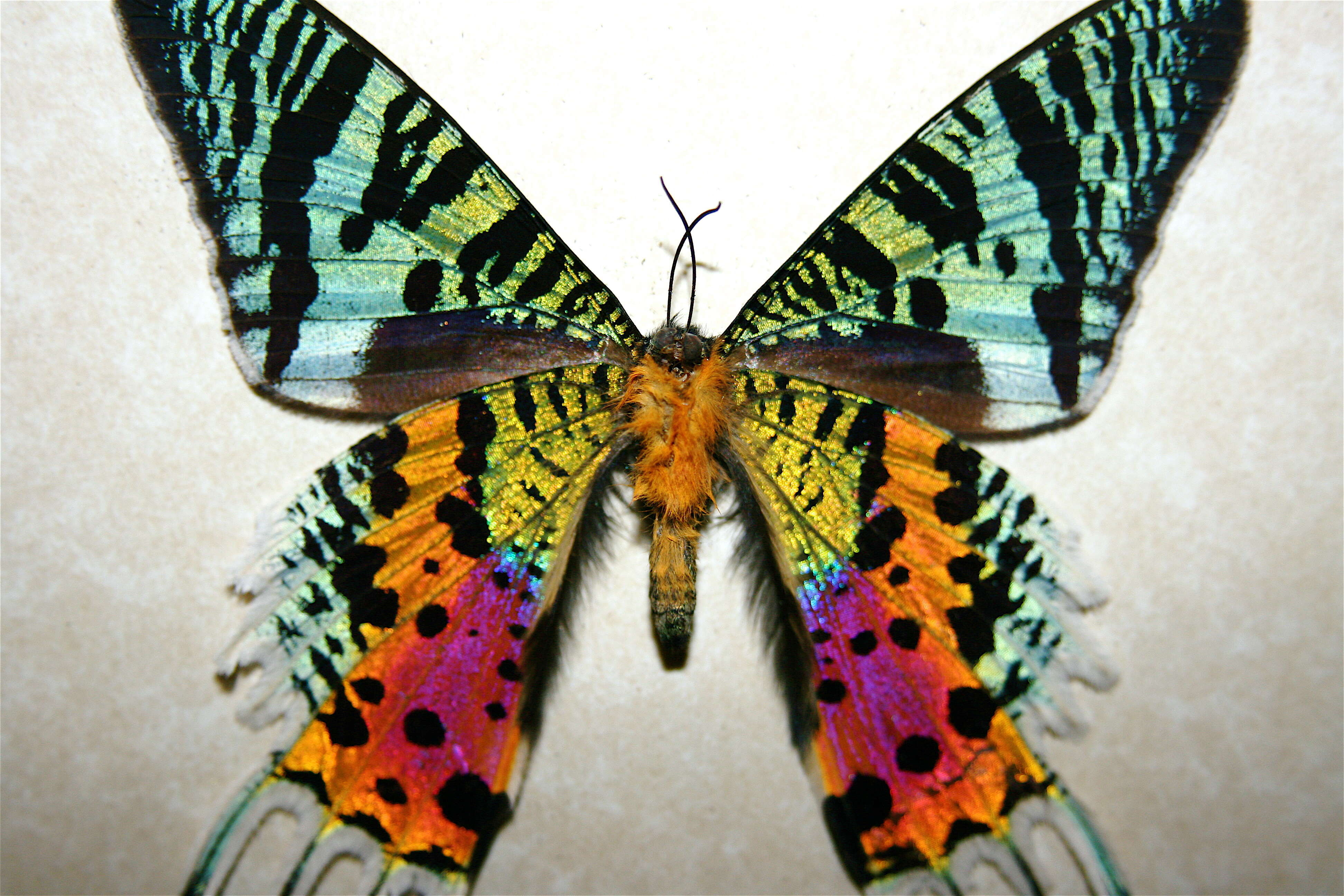 Image of Madagascan Sunset Moth