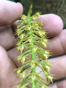 Imagem de Epidendrum armeniacum Lindl.