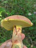 Image of butter bolete