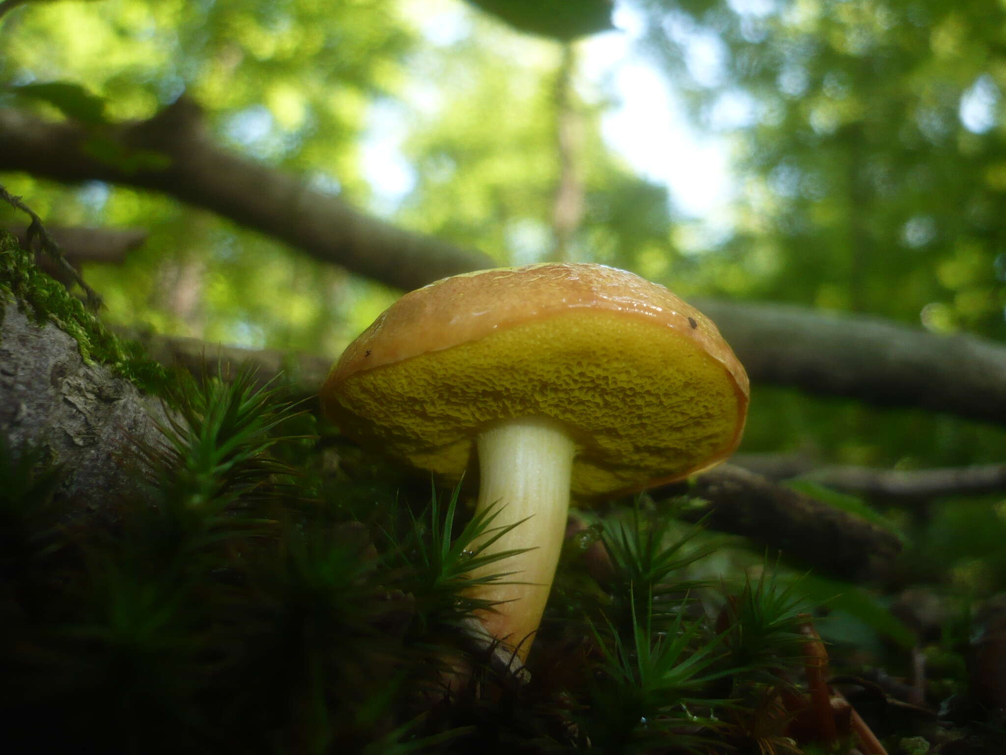 Image of Aureoboletus gentilis (Quél.) Pouzar 1957