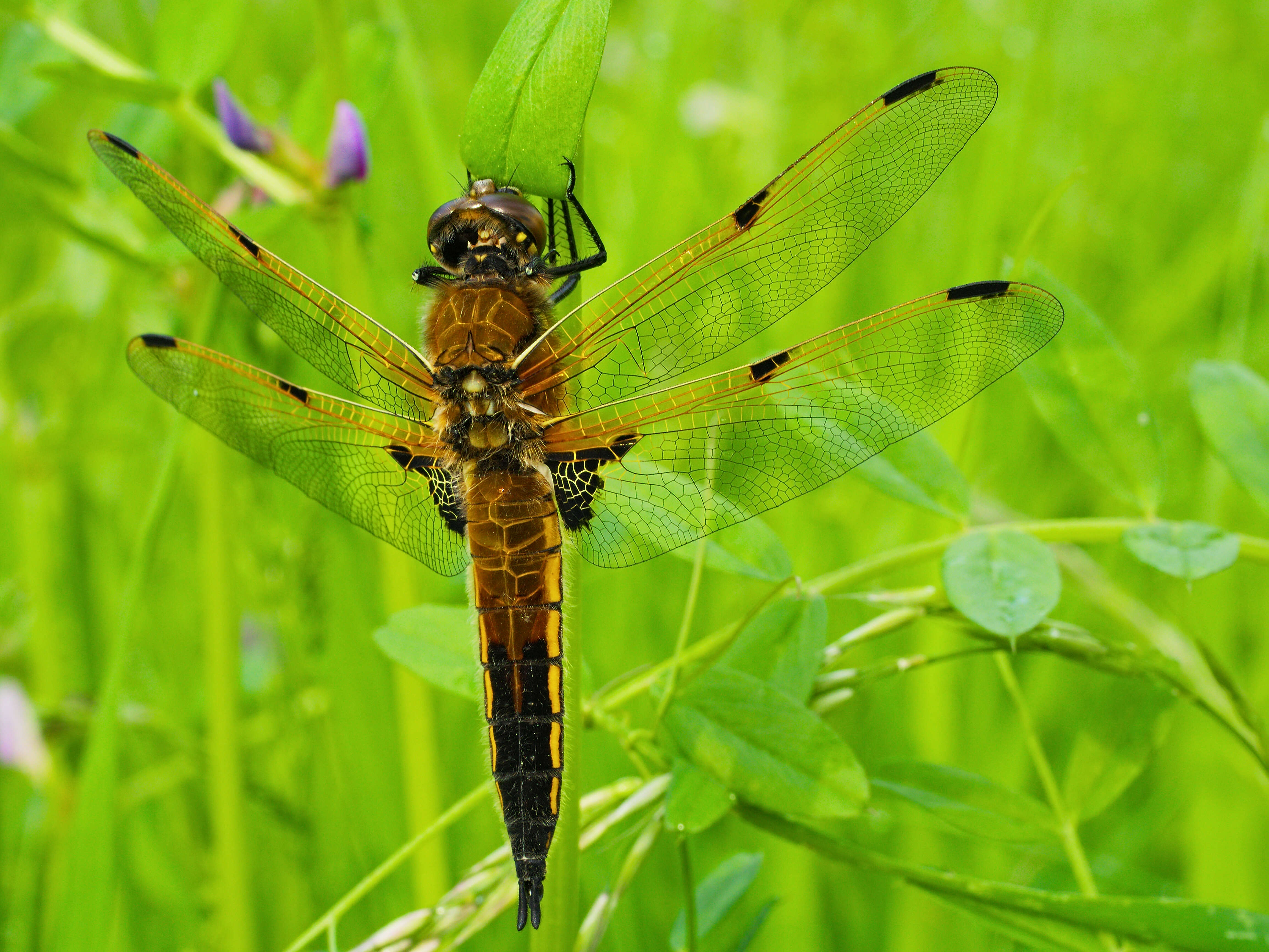 Image of Four-spotted Chaser