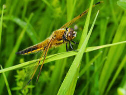 Image of Four-spotted Chaser