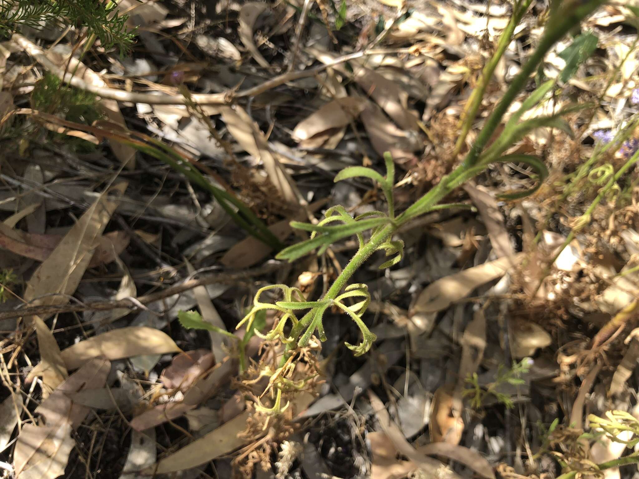 Image of Trachymene coerulea R. Grah.