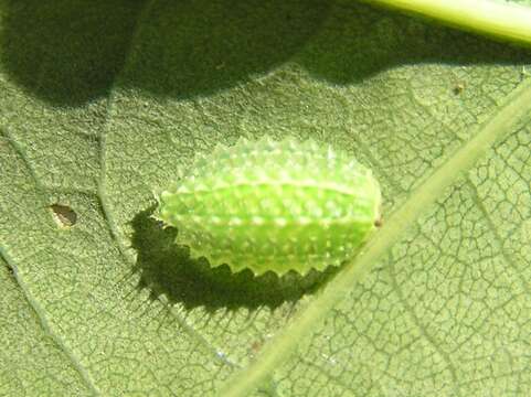 Image of Apoda limacodes