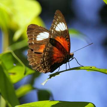 Image of Cethosia cydippe Linnaeus 1763