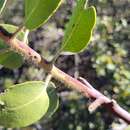 Arctostaphylos glandulosa subsp. mollis (J. E. Adams) P. V. Wells的圖片