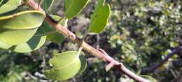 Imagem de Arctostaphylos glandulosa subsp. mollis (J. E. Adams) P. V. Wells