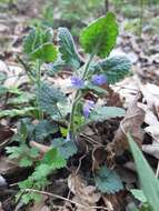 Image of Glechoma hirsuta Waldst. & Kit.