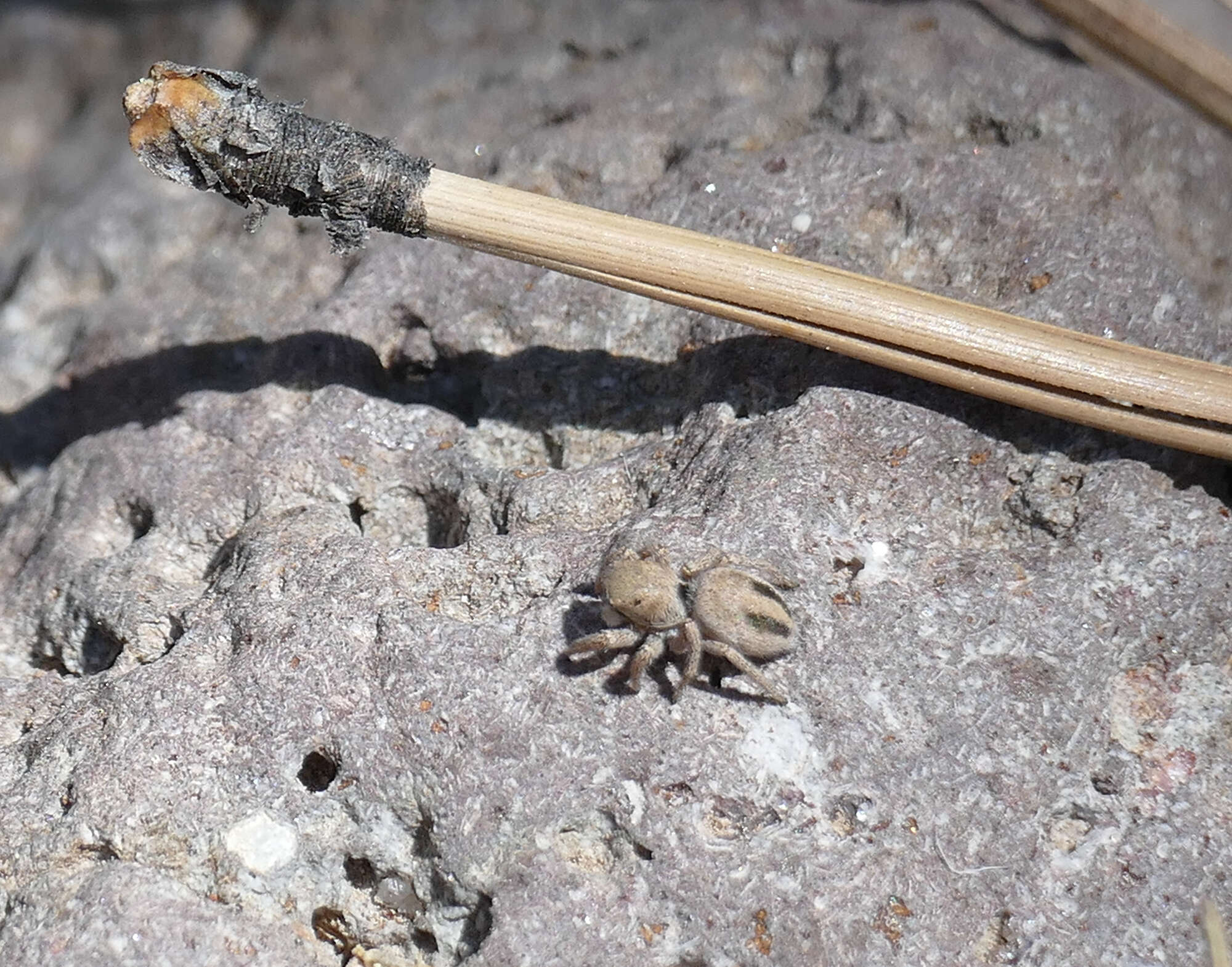 Image of Habronattus virgulatus Griswold 1987