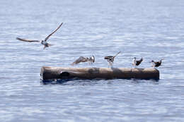 Image of Sooty Tern