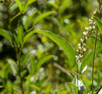 Image of Otholobium glandulosum