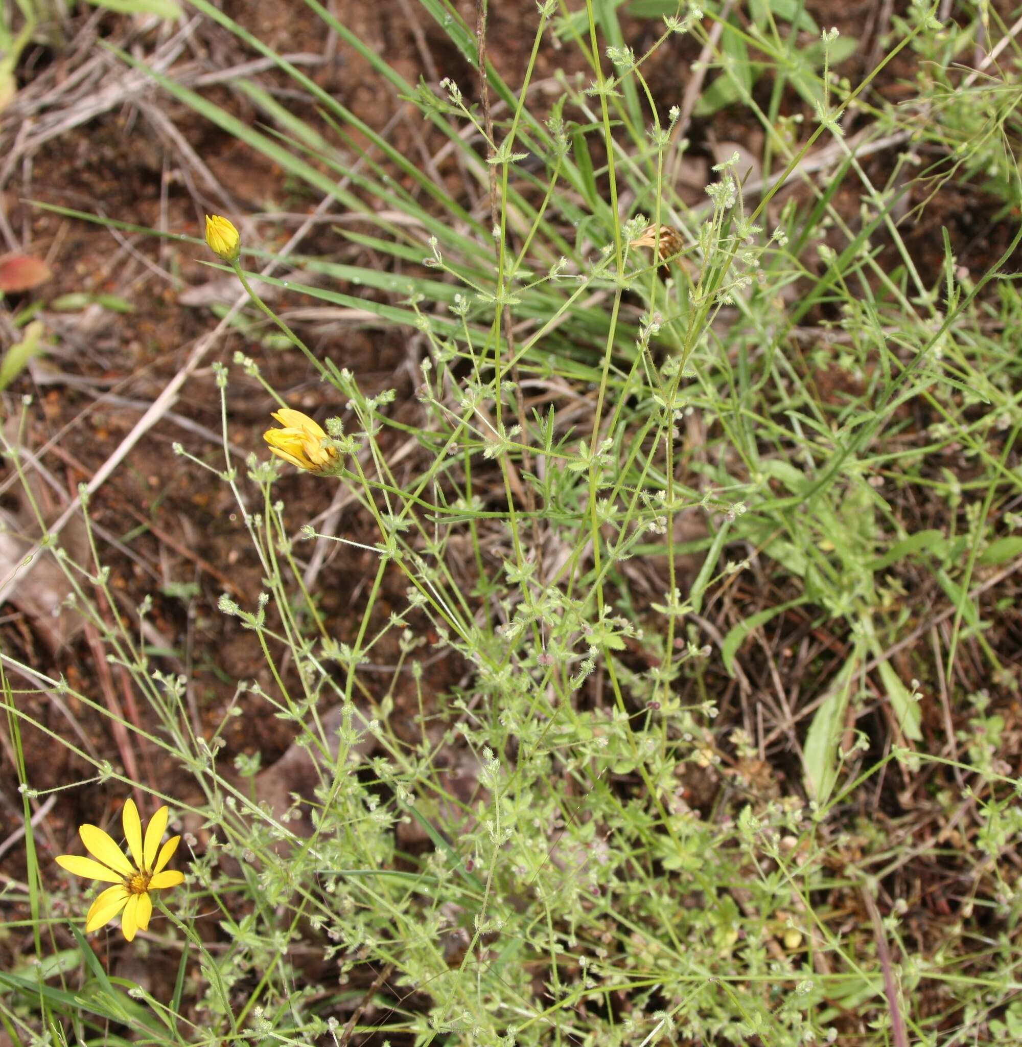 Plancia ëd Galium texense A. Gray