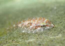 Image of Orange clingfish