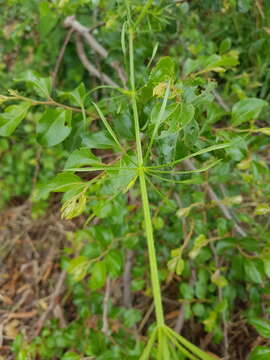 Image of Rubia horrida (Thunb.) Puff