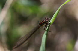 Image of Ischnura erratica Calvert 1895