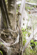 Image of Western Basilisk