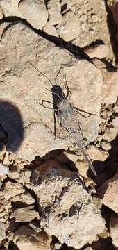 Image of Sphingonotus (Sphingonotus) willemsei Mistshenko 1937