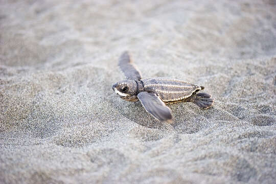 Image of Leatherback sea turtle