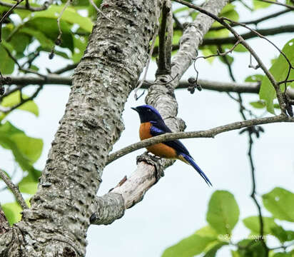 Image of Rufous-bellied Niltava