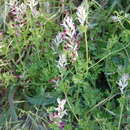 Image of field fumitory