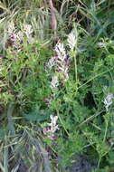 Image of field fumitory