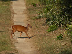 Image of Natal Duiker