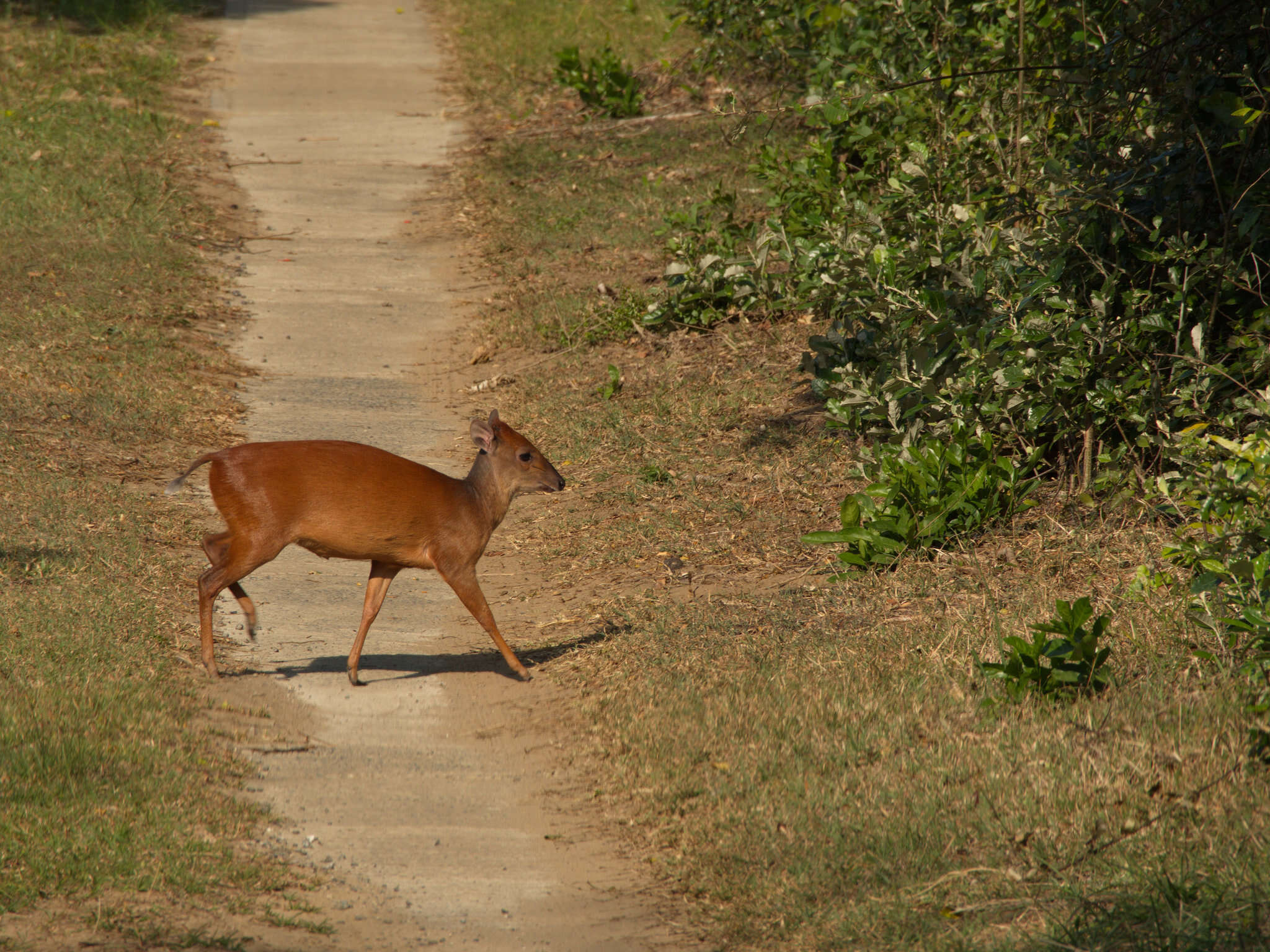 Image of Natal Duiker