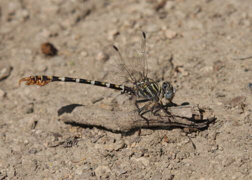 Image of Sinai Hooktail