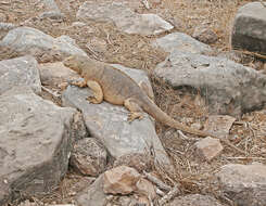 Image de Iguane terrestre de l'île Santa Fe