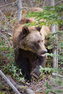 Image of grizzly bear