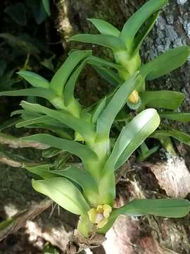 Image of Dichaea morrisii Fawc. & Rendle